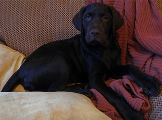 Chocolate Labrador Retriever Puppy