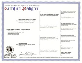 Pedigree of chocolate Labrador Retriever Enzo