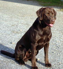 Chocolate Labrador Retriever Stud Enzo