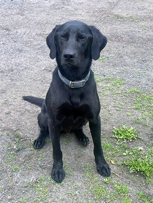 Hunter adult Labrador Retriever trained nice 15 month male