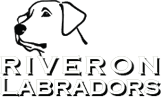 Riveron Labrador Retriever